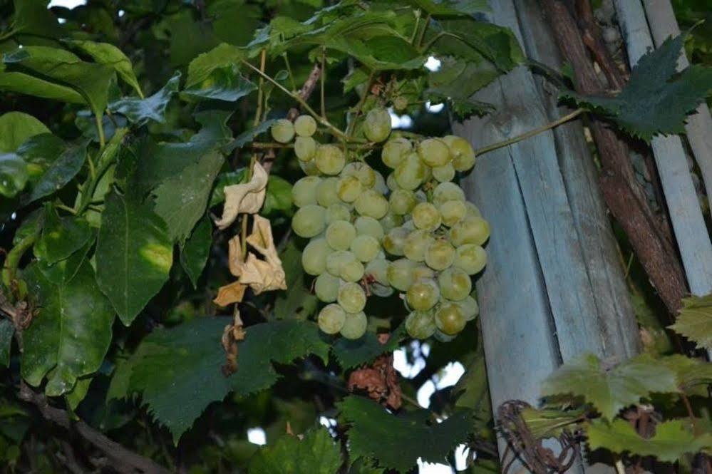 Experience Alojamento de Acomodação e Pequeno-almoço Sorrento